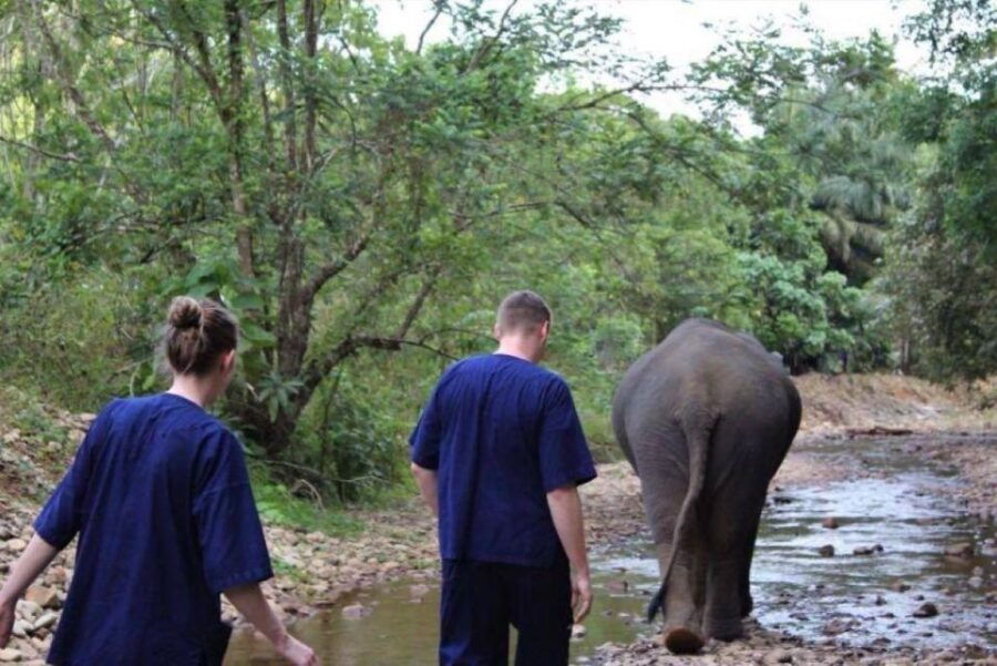 Khao Sok: Unique Dusk Ethical Elephant Sanctuary Experience