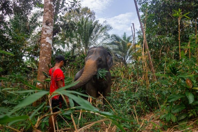 Khaolak Combo: Elephant Sanctuary Visit, ATV Tour & Lunch