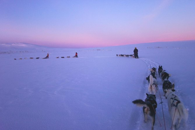 Kiruna, Swedish Lapland: Private Dog Sledding With Lunch (Apr )