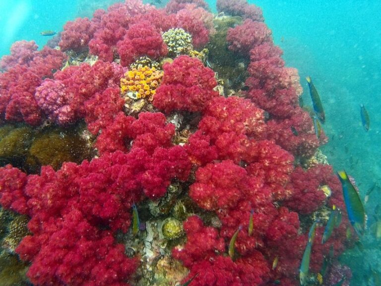 Ko Lipe: Inside & Outside Zone Snorkeling Trip