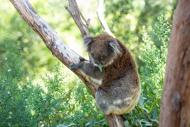 1 koala experience at healesville sanctuary excl entry Koala Experience at Healesville Sanctuary - Excl. Entry
