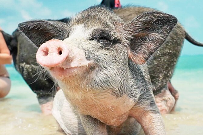Kohsamui.Tours – Pig Island Snorkeling Eco Tour by Speed Boat