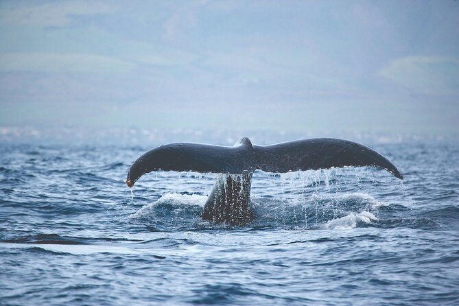 Kona, Hawaii: Whale-Watching Tour on a Catamaran  – Big Island of Hawaii