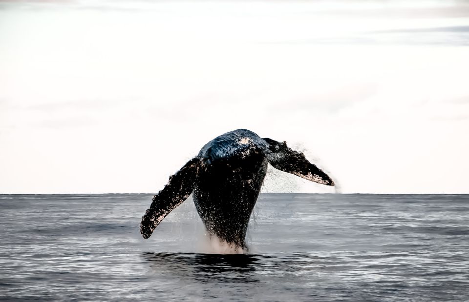 1 kona kalaoa midday whale watching tour Kona: Kalaoa Midday Whale Watching Tour
