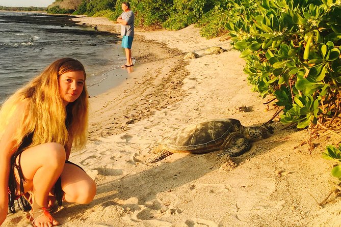 Kona Shore Excursion: Sea Turtles, Historic Kona & Coffee