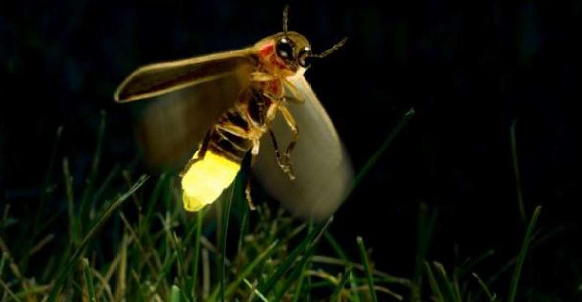 1 kuala lumpur fireflies blue tears batu caves with dinner Kuala Lumpur: Fireflies, Blue Tears & Batu Caves With Dinner