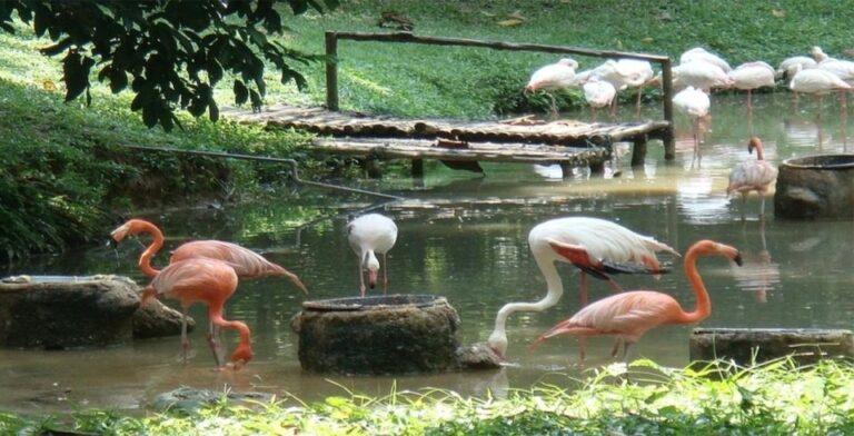 Kuala Lumpur: Zoo Negara Admission Ticket