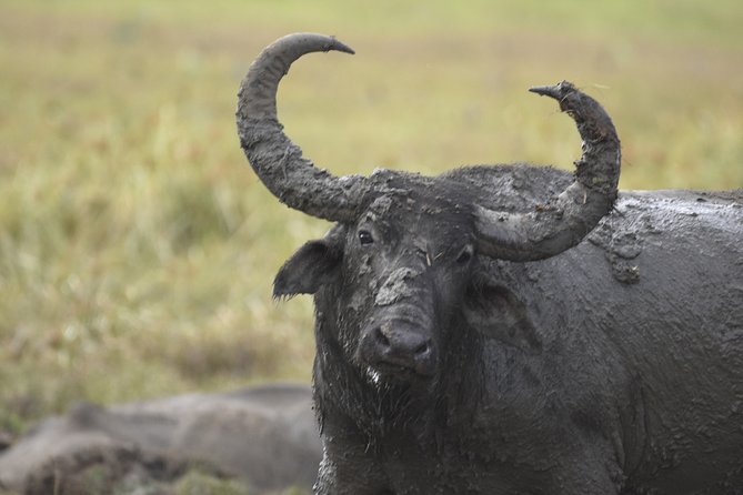 Kumana National Park Half Day Jeep Safari