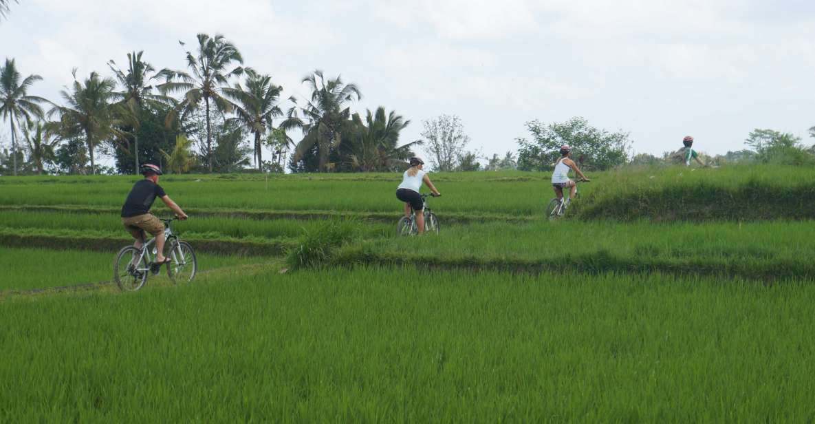 1 kuta kintamani culture and nature guided cycling tour Kuta: Kintamani Culture and Nature Guided Cycling Tour