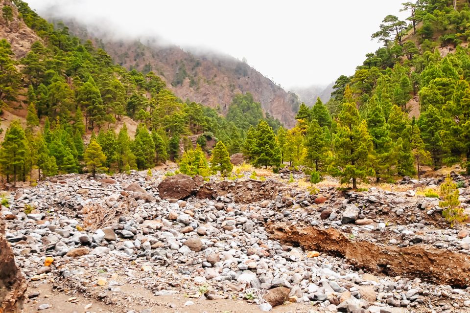 1 la palma caldera de taburiente national park guided hike La Palma: Caldera De Taburiente National Park Guided Hike