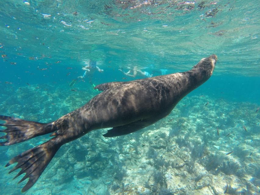 1 la paz snorkeling trip to espiritu santo island La Paz: Snorkeling Trip to Espiritu Santo Island