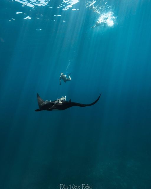 La Ventana: Manta Ray Snorkeling Adventure