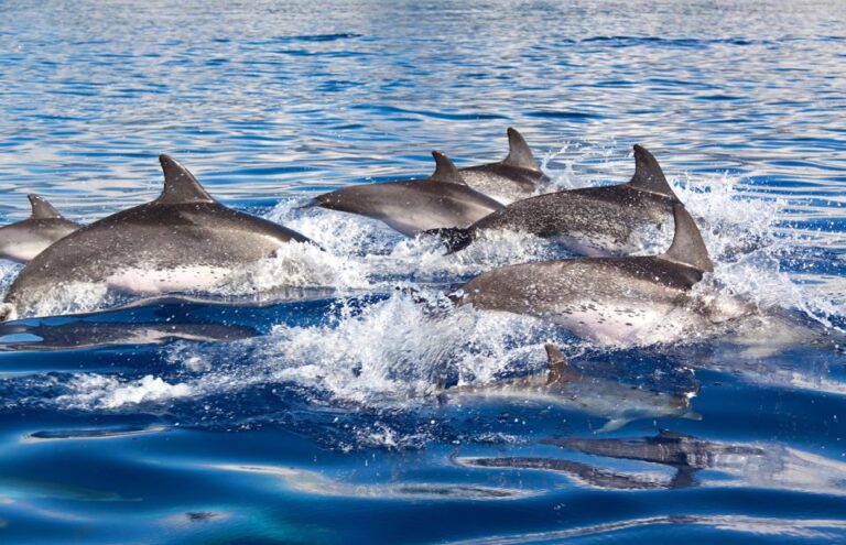 Lagos: Dolphin Watching Tour