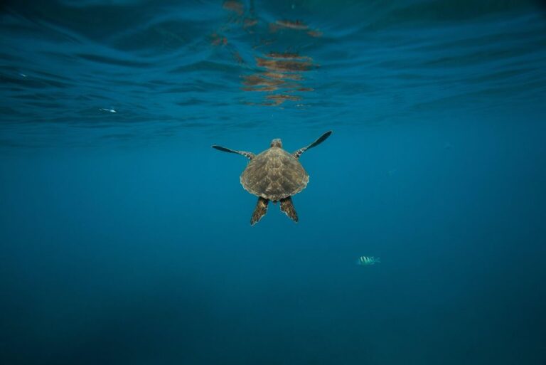 Lahaina: Turtle Town Snorkeling Trip With Photo and Video