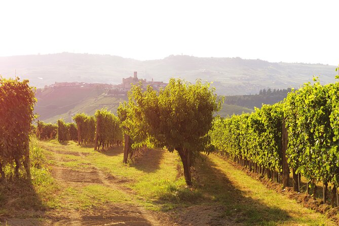 Langhe (Piedmont): Wine Tasting Experience