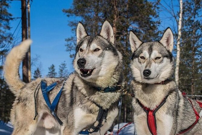 1 lapland 2 hour husky safari from levi mar Lapland 2-Hour Husky Safari From Levi (Mar )