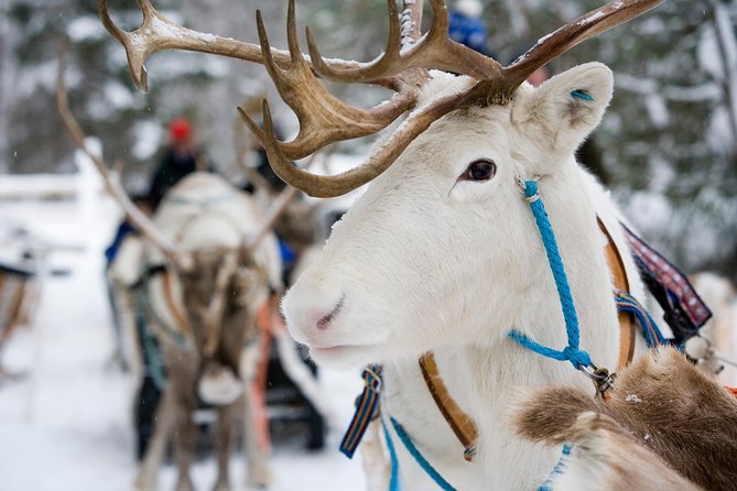 1 lapland reindeer safari from rovaniemi Lapland Reindeer Safari From Rovaniemi