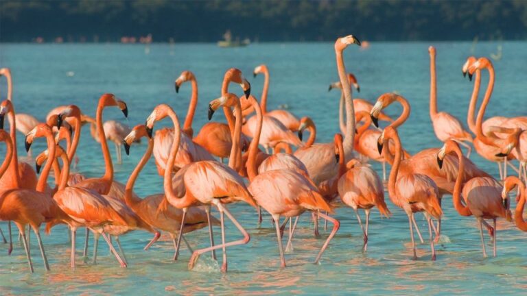 Las Coloradas Discovery Tour