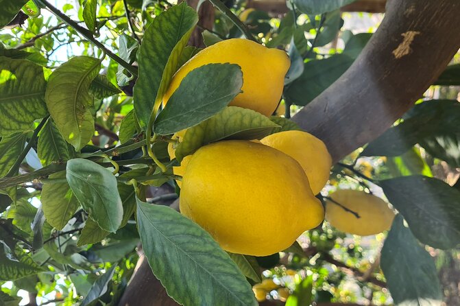 Lemon Path Hike – Amalfi Coast