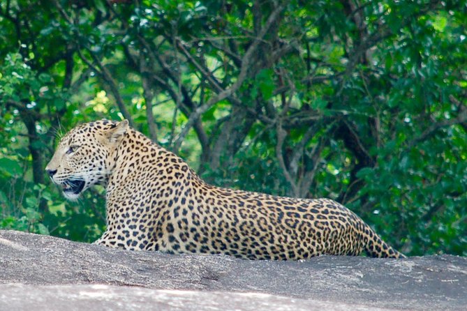 Leopard Safari in Yala National Park(Full Day/Half A Day)