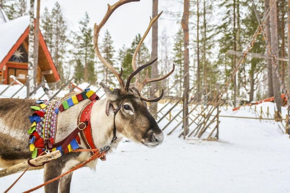 1 levi lapland reindeer safari Levi: Lapland Reindeer Safari