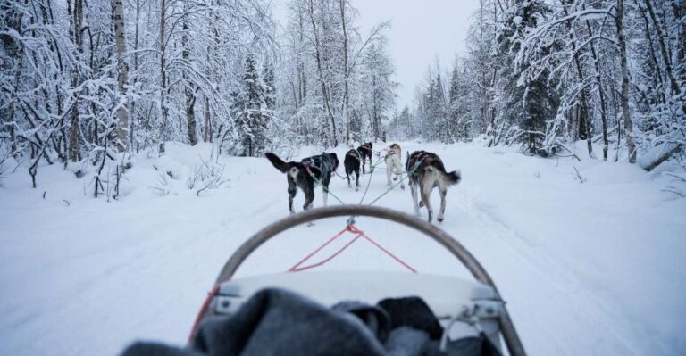Levi Polar Lights Tours: Arctic Circle Guided Husky Tour