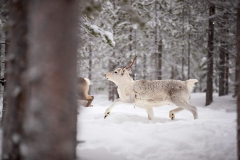 Levi: Traditional Reindeer Husbandry Experience