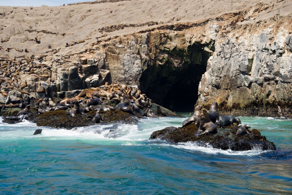 1 lima sea lion swim and wildlife palomino islands cruise Lima: Sea Lion Swim and Wildlife Palomino Islands Cruise