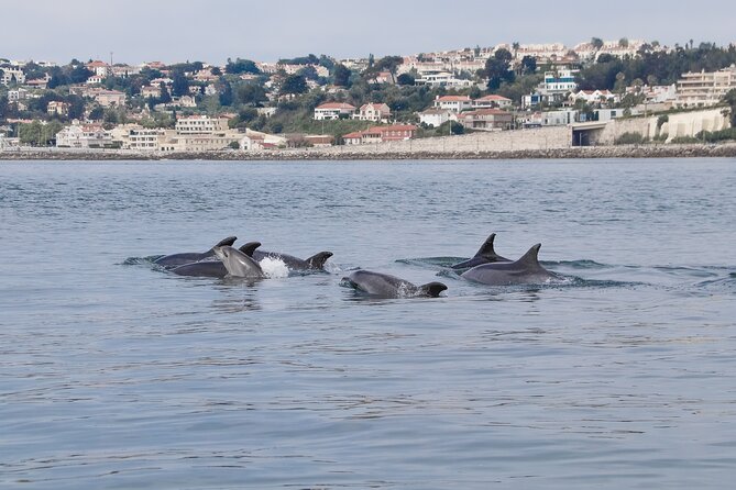 1 lisbon dolphin watching with a marine biologist in a small group Lisbon Dolphin Watching With a Marine Biologist in a Small Group