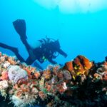 1 local reef dives for certified divers Local Reef Dives for Certified Divers