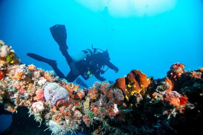 Local Reef Dives for Certified Divers