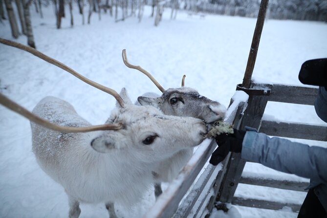 1 local reindeer farm visit short sledge ride Local Reindeer Farm Visit & Short Sledge Ride
