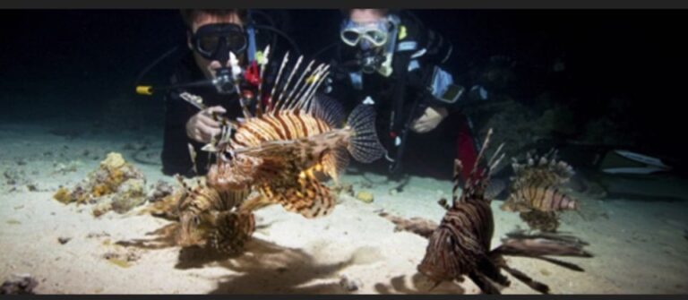 Local Scuba Night Dive