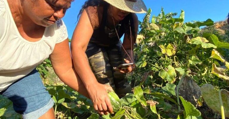 Los Cabos: Azteca Cactus Taco – Farm to Table Cooking Class