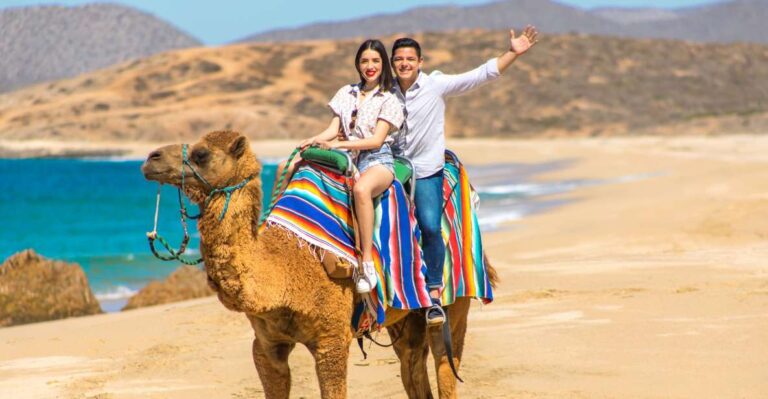 Los Cabos: Desert Camel and ATV Ride With Tequila Tasting