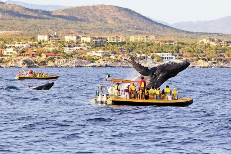 Los Cabos: Grey Whale Watching Boat Tour