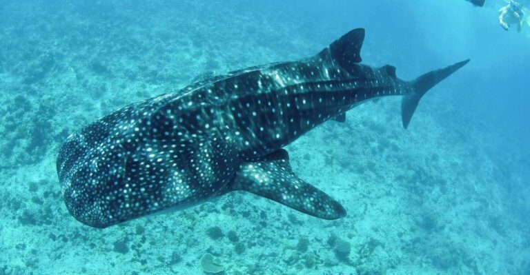 Los Cabos: Swim With Whale Sharks Snorkeling Adventure