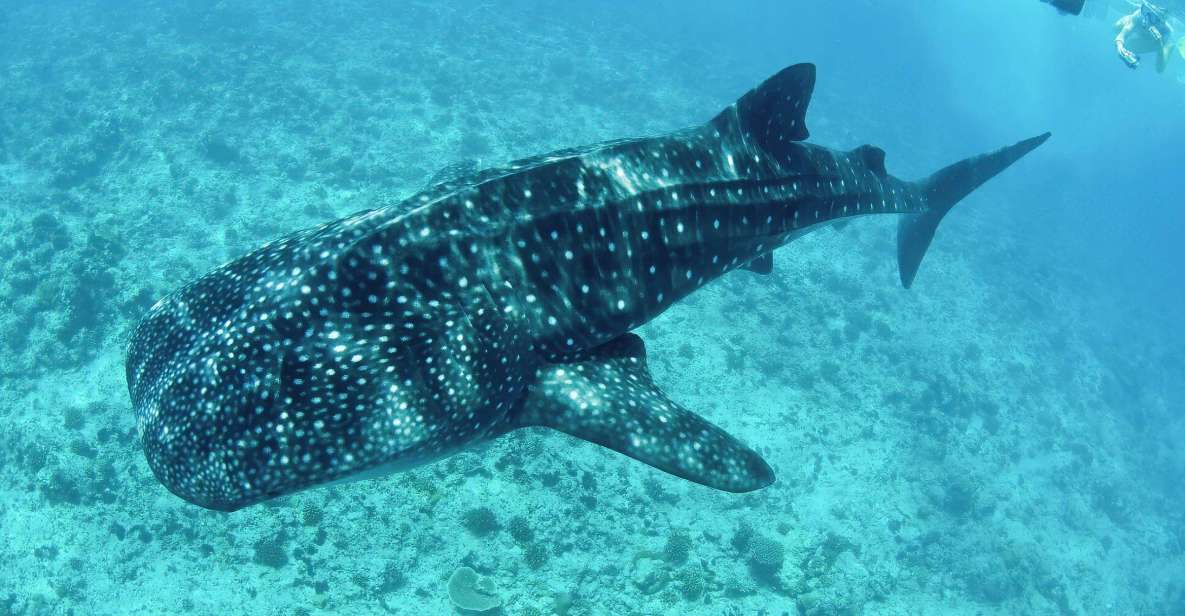 1 los cabos swim with whale sharks snorkeling adventure Los Cabos: Swim With Whale Sharks Snorkeling Adventure