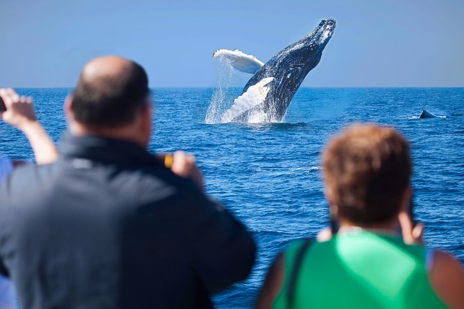 Los Cabos Whale Watching Cruise Including Breakfast