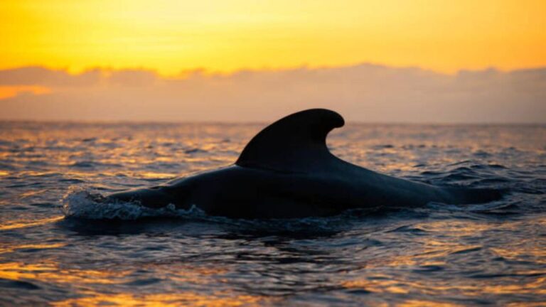 Los Cristianos: Sunset Tour Ecoyacht Whales Watching