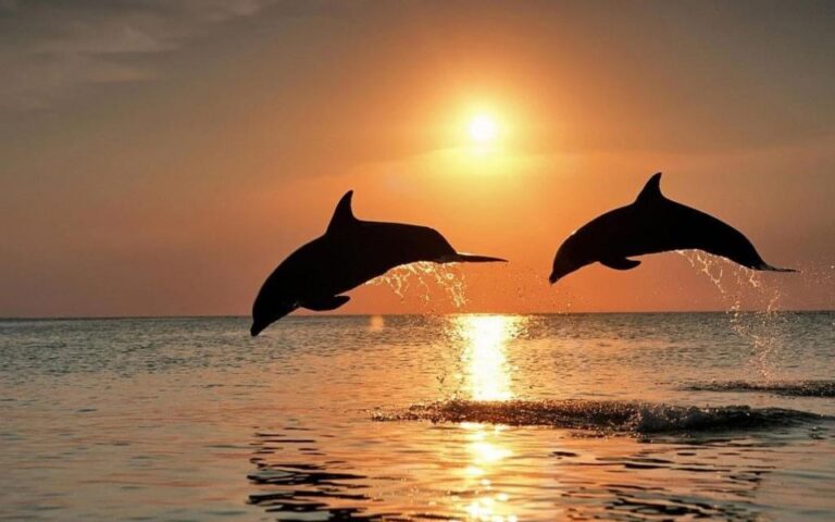 Lovina Sunrise and Dolphin With Swim and Snorkeling