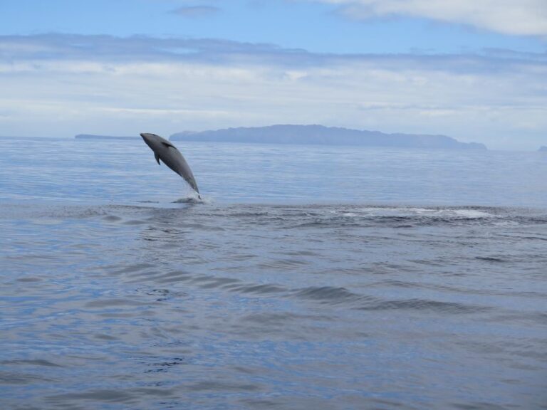 Madeira: Guaranteed Whales or Dolphins Watching Tour