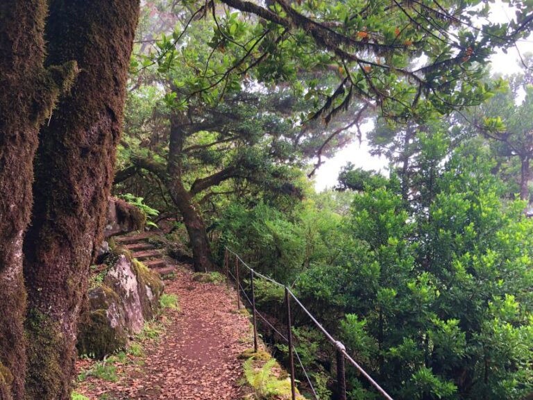 Madeira: Private Guided Vereda Do Fanal Walk PR13