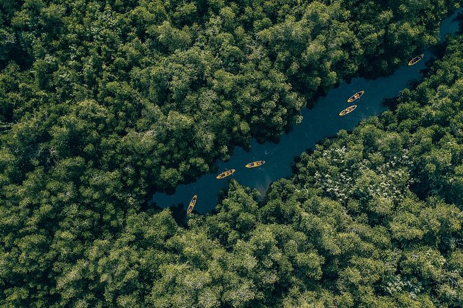 Madu River Sunrise Mangrove Kayaking From Bentota