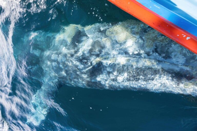 Magdalena Bay: Grey Whale Encounter