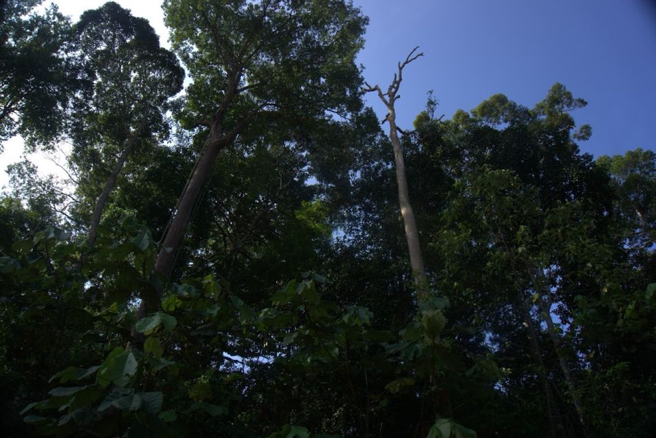 Malaysia: Gunung Panti Forest Reserve Guided Nature Tour