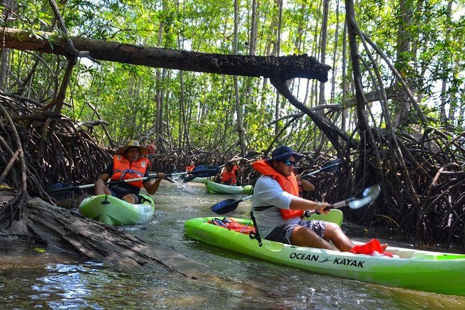 1 mangrove kayaking adventure Mangrove Kayaking Adventure