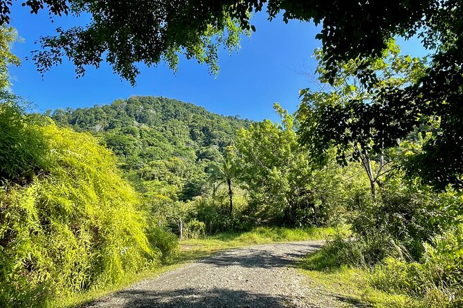 Manuel Antonio Birding Tour With Naturalist and Bird Expert  – Quepos