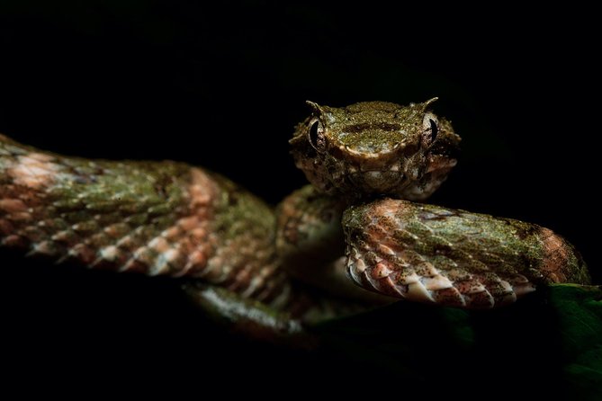 1 manuel antonio herping tour reptile amphibian Manuel Antonio Herping Tour (Reptile & Amphibian)