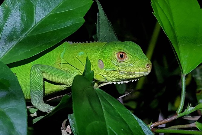 1 manuel antonio night tour Manuel Antonio Night Tour